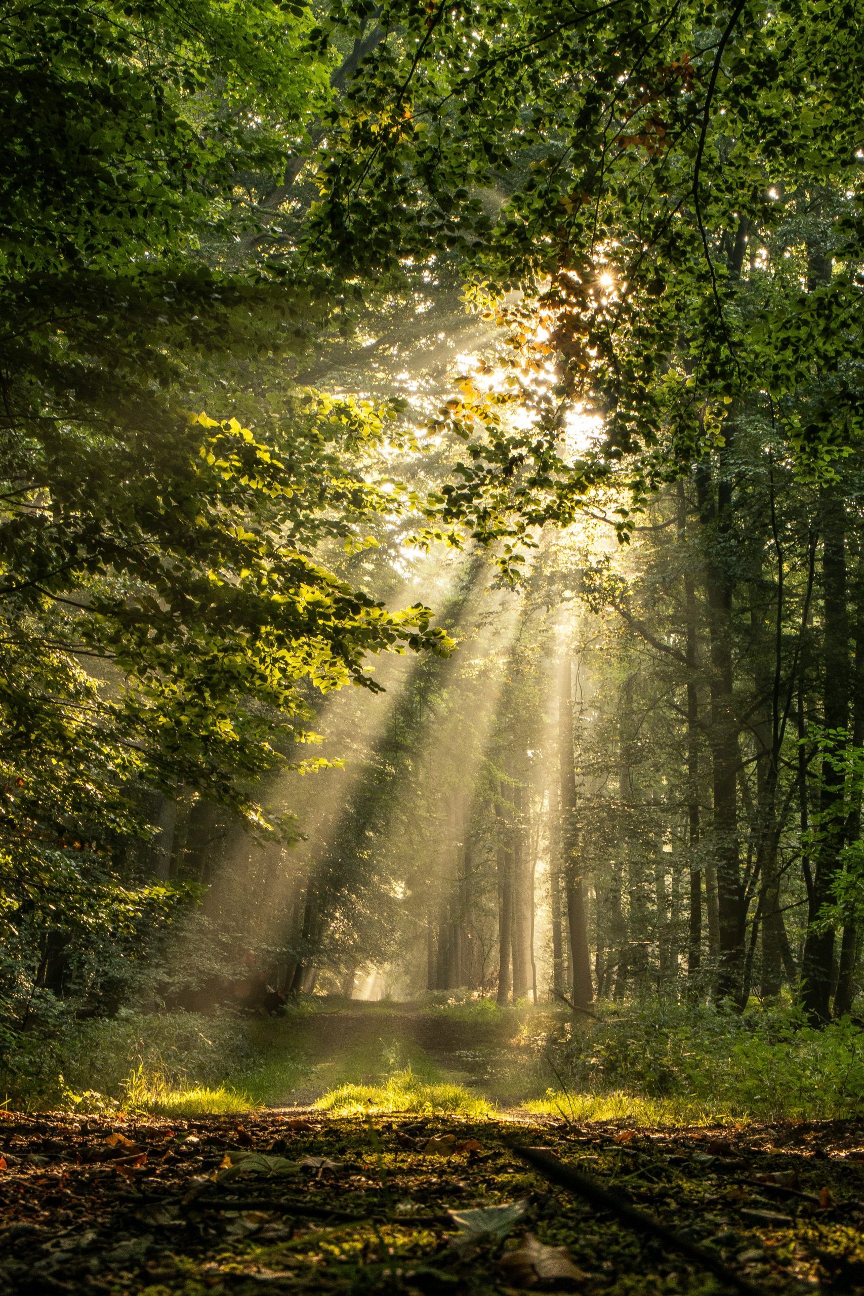 michael-held-gghk1DME6Cw-unsplash